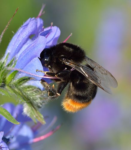 Bombus lapidarius